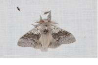 Calliteara pudibunda