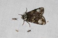 Craniophora ligustri