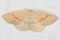 Cyclophora punctaria
