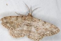 Ectropis crepuscularia