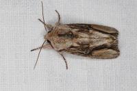 Egira conspicillaris