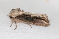 Egira conspicillaris