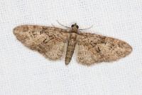 Eupithecia abbreviata