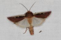 Ochropleura plecta
