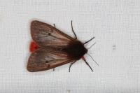 Phragmatobia fuliginosa