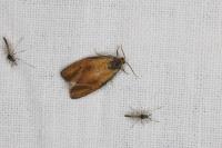 Ptycholoma lecheana