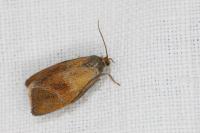 Ptycholoma lecheana