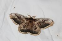 Saturnia pyri
