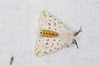 Spilosoma lubricipeda