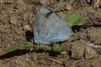 Celastrina argiolus