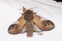 Notodonta ziczac