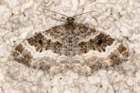 Epirrhoe alternata