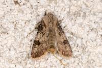 Agrotis puta