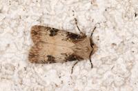 Agrotis puta