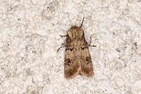 Agrotis puta