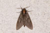Hyloicus pinastri