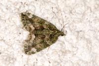 Chloroclysta siterata