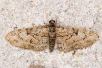 Eupithecia dodoneata