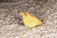 Opisthograptis luteolata