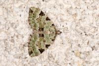 Colostygia pectinataria