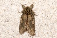 Peridea anceps