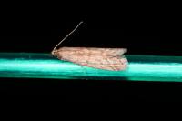 Ephestia
