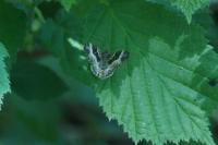 Epirrhoe alternata