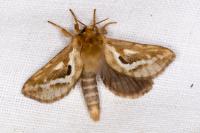 Korscheltellus lupulinus