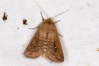 Mythimna albipuncta