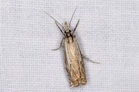 Crambus lathoniellus