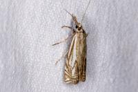 Crambus lathoniellus