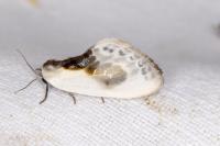 Cilix