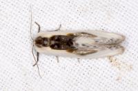 Cilix
