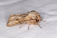 Egira conspicillaris