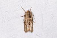 Egira conspicillaris