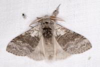 Calliteara pudibunda