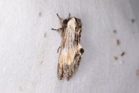 Harpyia milhauseri
