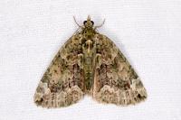 Chloroclysta siterata