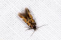 Pancalia leuwenhoekella