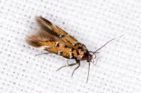 Pancalia leuwenhoekella