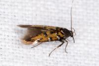 Pancalia leuwenhoekella