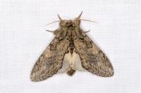 Peridea anceps