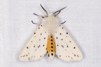Spilosoma lubricipeda