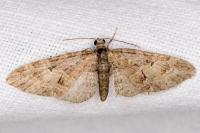 Eupithecia abbreviata