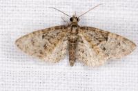 Eupithecia abbreviata
