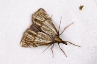 Thisanotia chrysonuchella