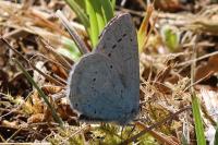 Celastrina argiolus