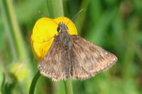 Erynnis tages