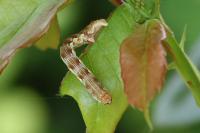 Erannis defoliaria