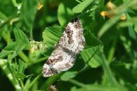Epirrhoe alternata